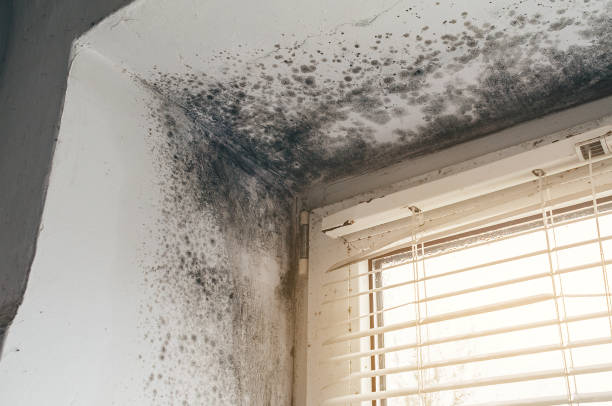 Affordable Mold Removal solutions in Zebulon, NC