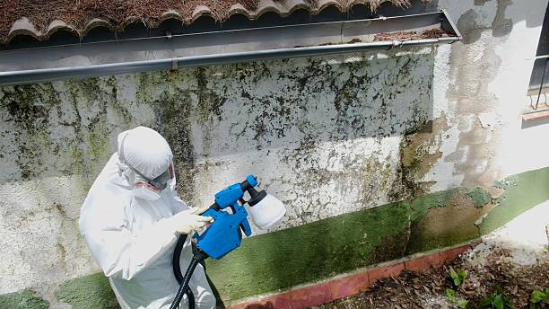 Top rated local Mold Removal specialists in Zebulon, NC